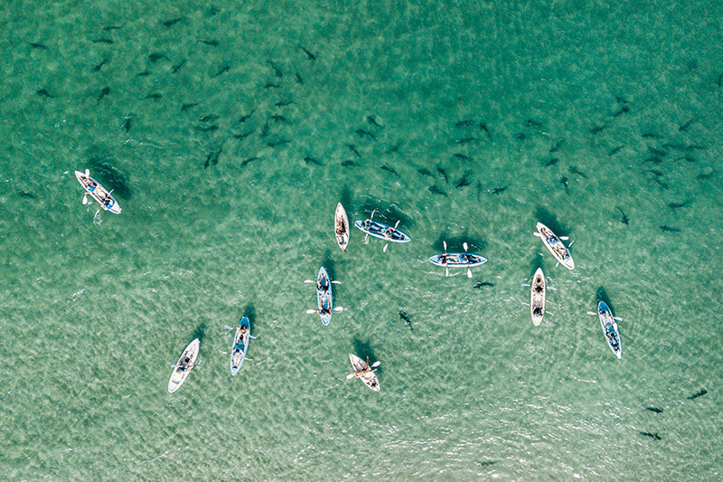 Ocean Kayaks
