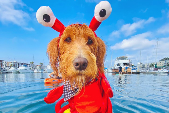 Dog in Lobster Costume